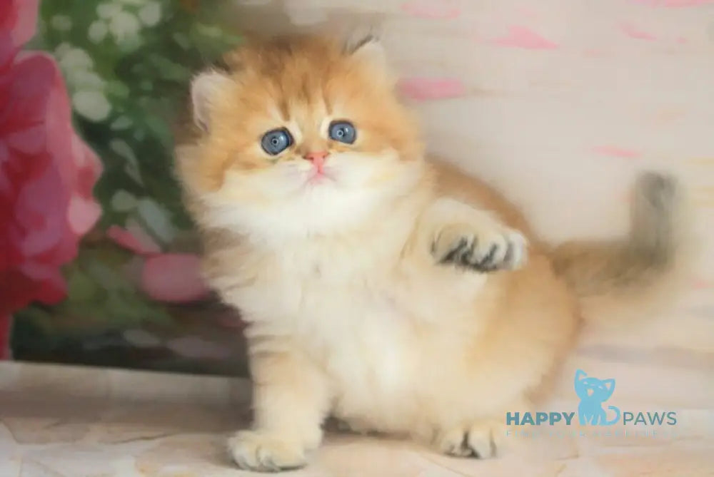 Arina British Longhair female black golden shaded live animals