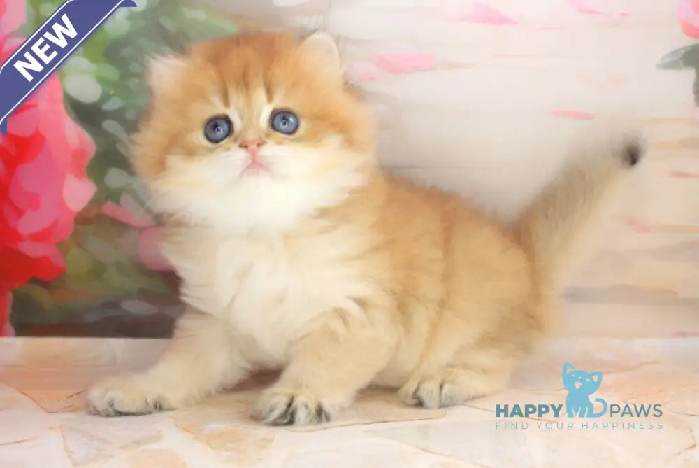 Arina British Longhair female black golden shaded live animals