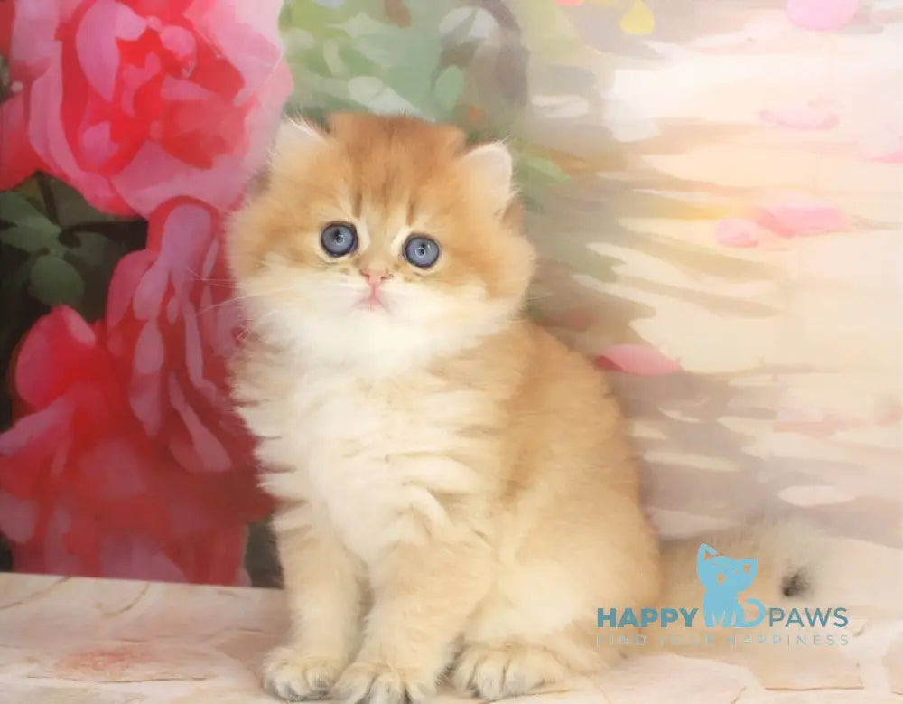 Arina British Longhair female black golden shaded live animals