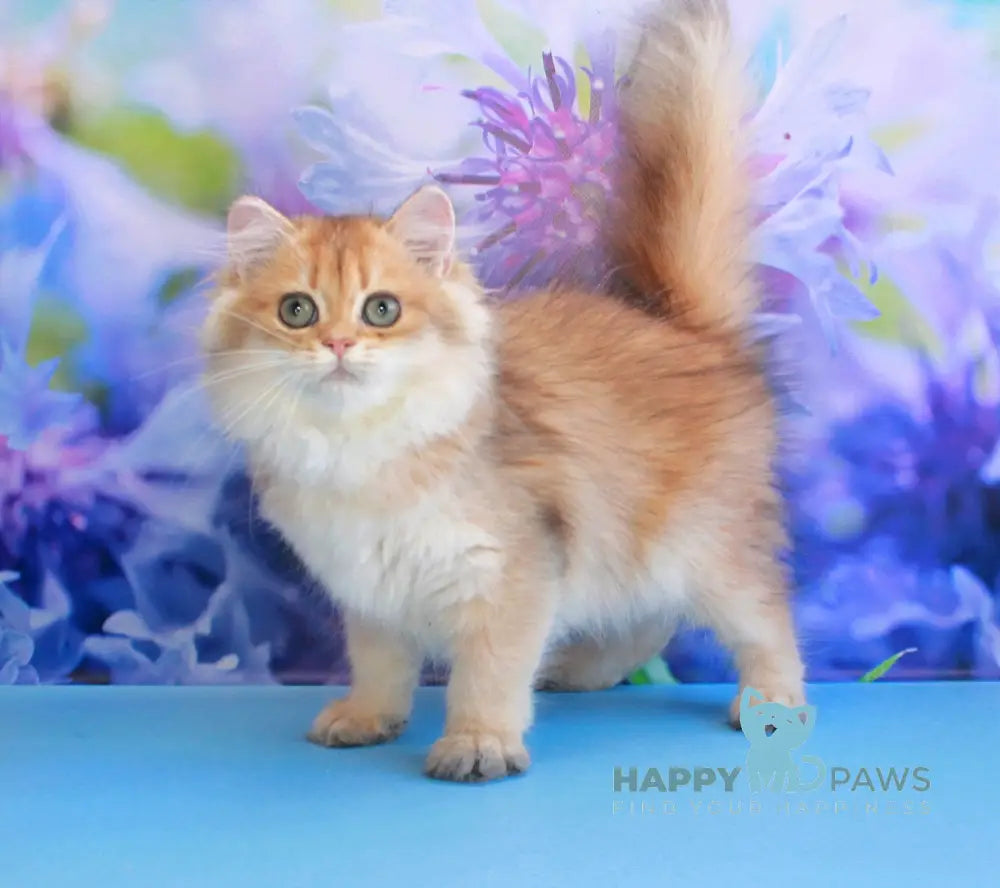 Arina British Longhair female black golden shaded live animals