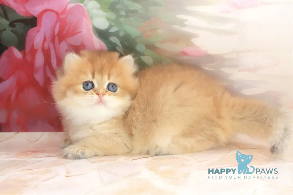 Arina British Longhair female black golden shaded live animals