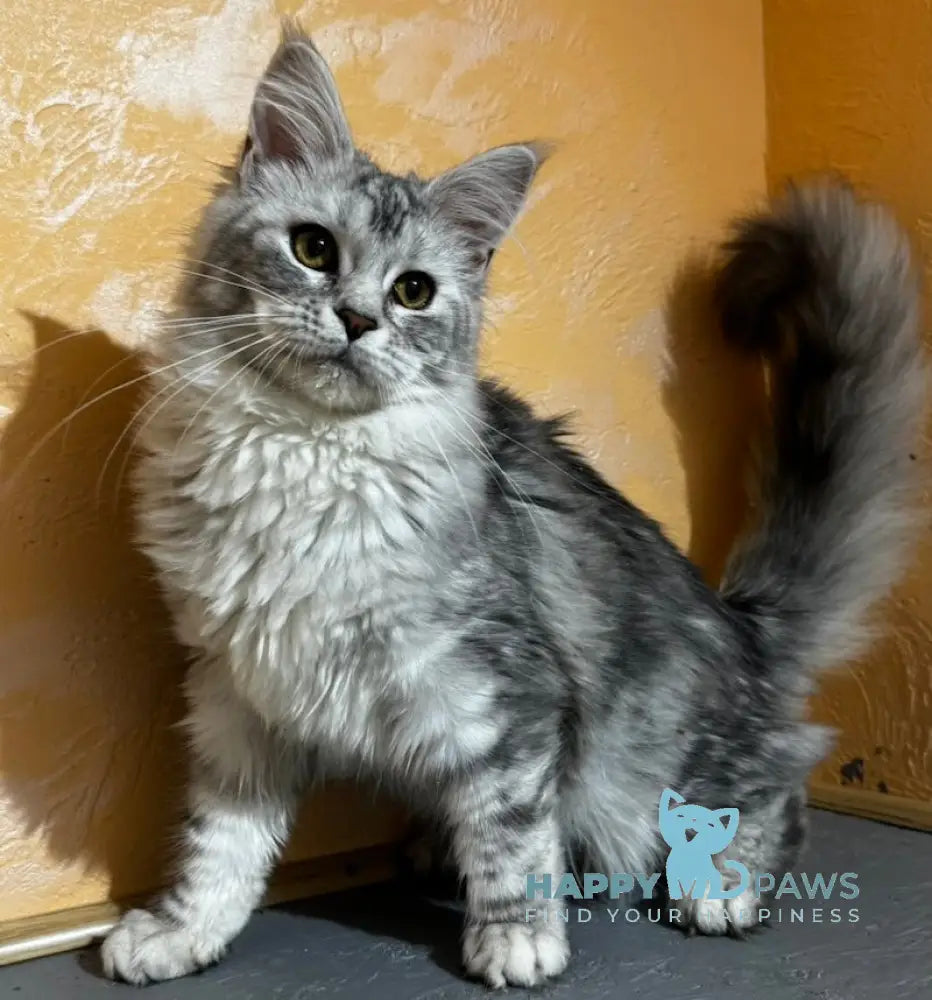 Arina Maine Coon female black silver tabby live animals