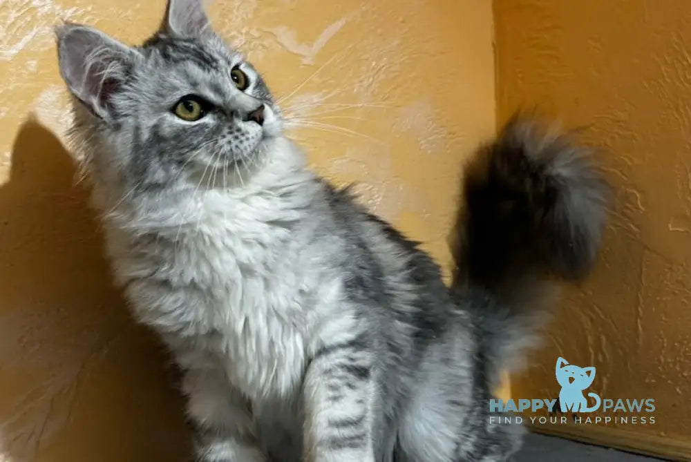 Arina Maine Coon female black silver tabby live animals