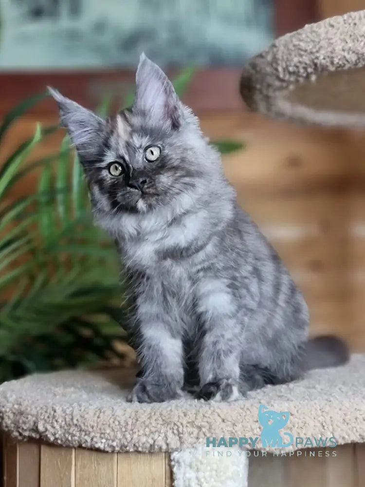 Arina Maine Coon female blue tortie silver live animals