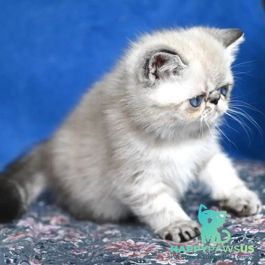 Aris Exotic male black tabby pointed