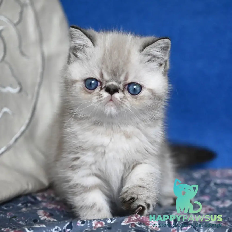 Aris Exotic male black tabby pointed