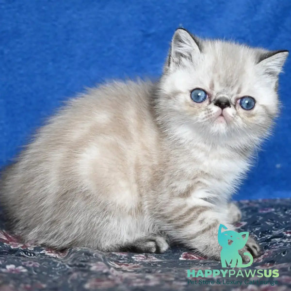 Aris Exotic male black tabby pointed