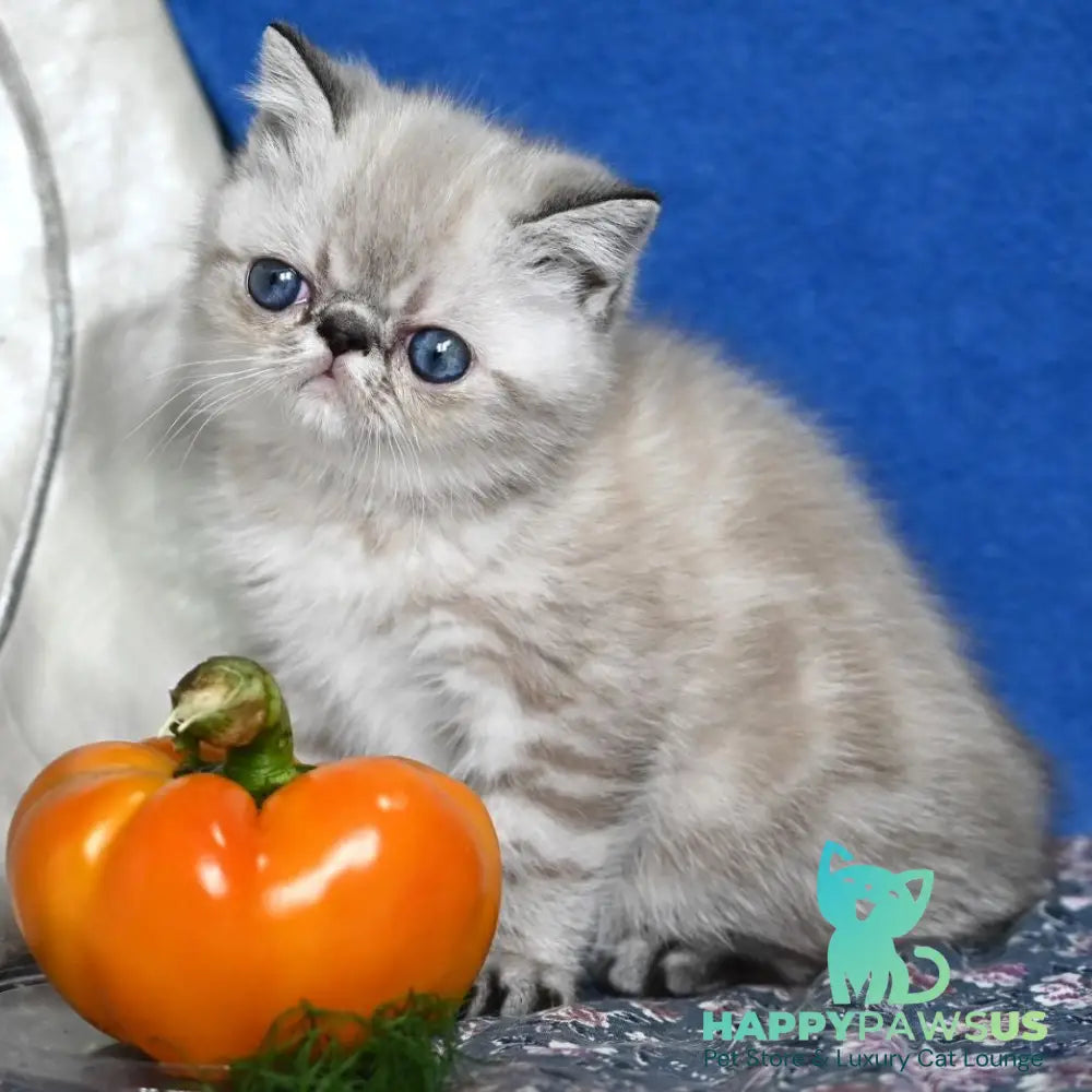 Aris Exotic male black tabby pointed