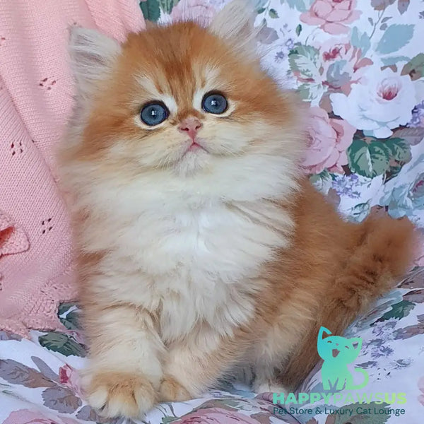 Arisha British Longhair female black golden chinchilla - live animals