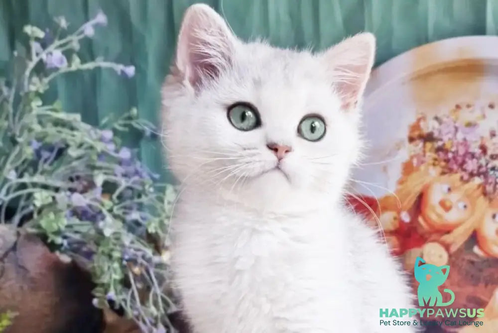 Arisha British Shorthair female black silver shaded - live animals