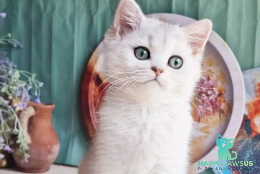 Arisha British Shorthair female black silver shaded - live animals