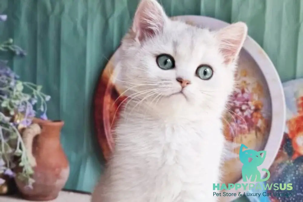 Arisha British Shorthair female black silver shaded - live animals