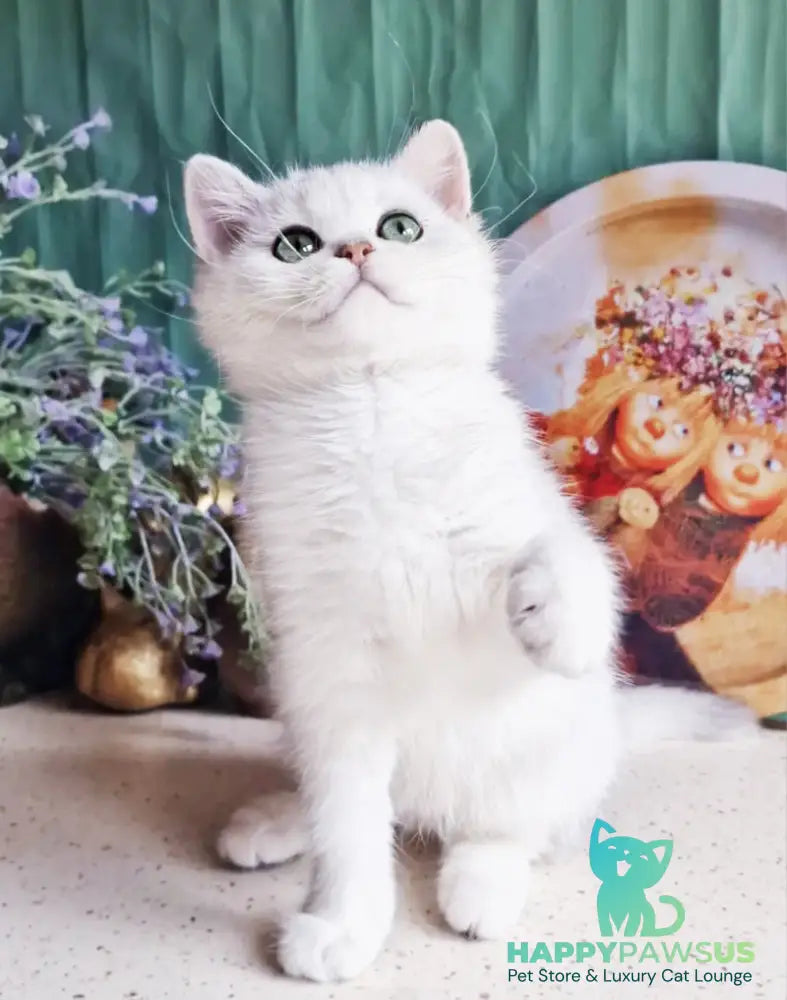 Arisha British Shorthair female black silver shaded - live animals