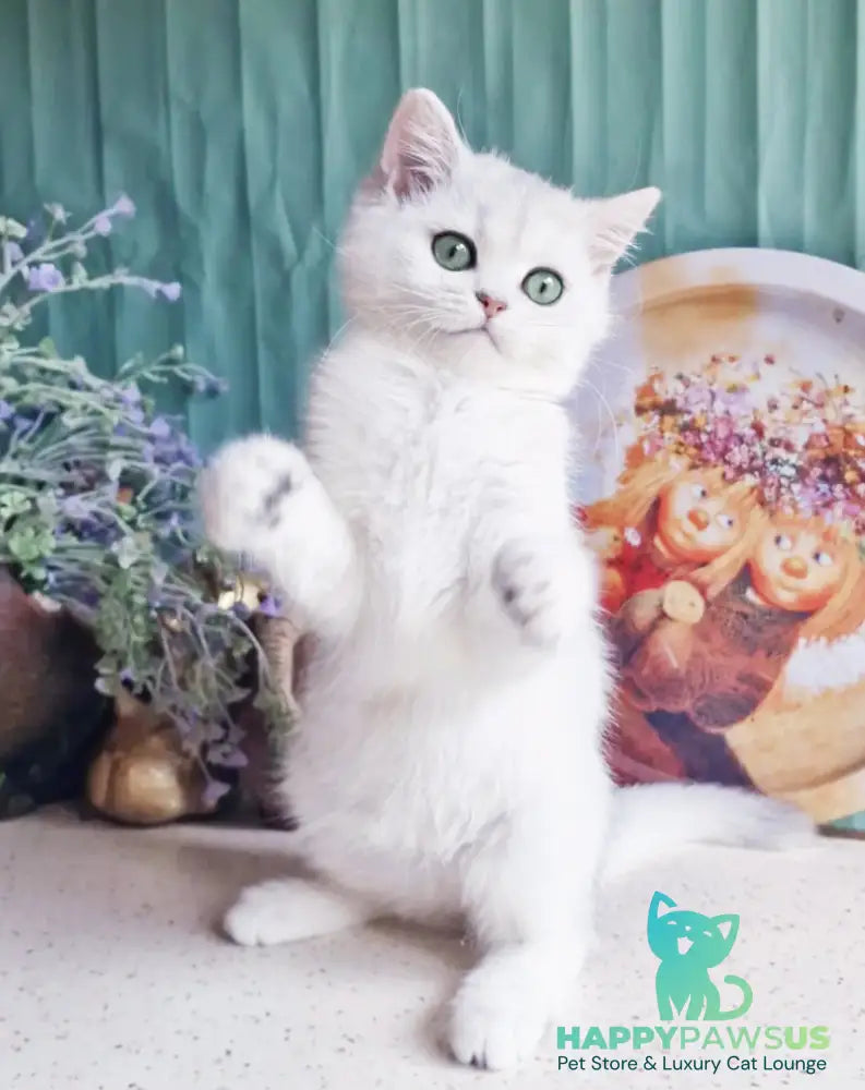 Arisha British Shorthair female black silver shaded - live animals