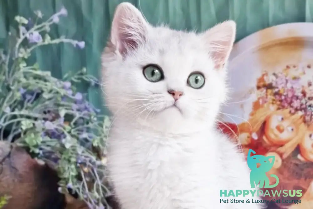 Arisha British Shorthair female black silver shaded - live animals
