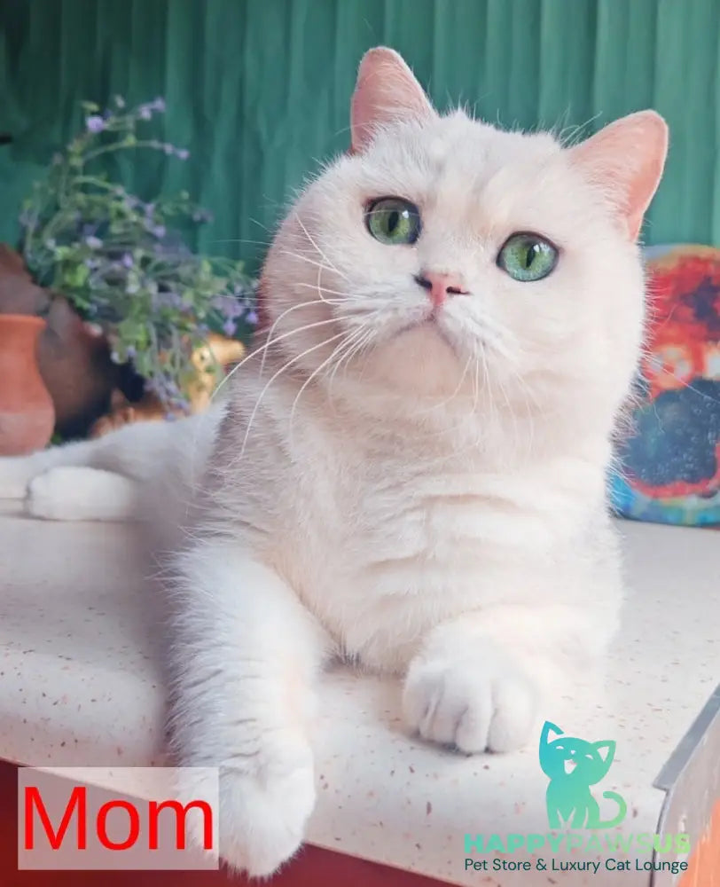 Arisha British Shorthair female black silver shaded - live animals