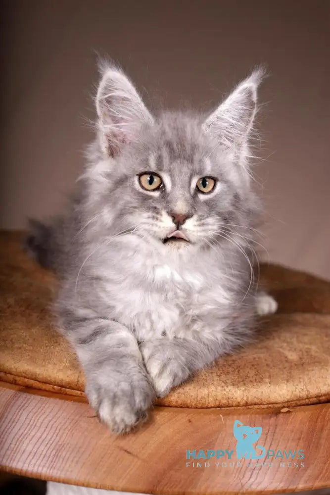 Arisha Maine Coon female blue tabby live animals