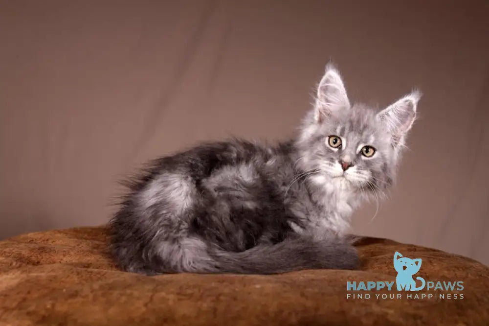 Arisha Maine Coon female blue tabby live animals