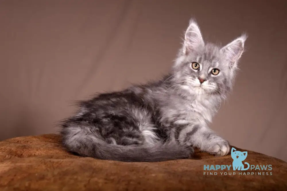 Arisha Maine Coon female blue tabby live animals