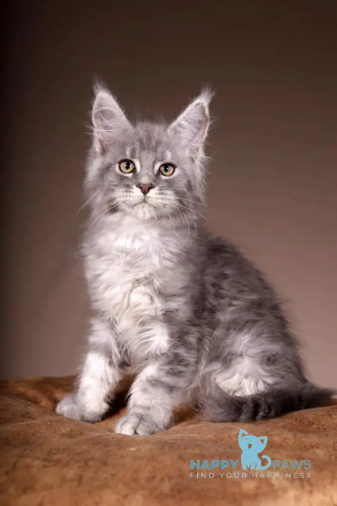 Arisha Maine Coon female blue tabby live animals