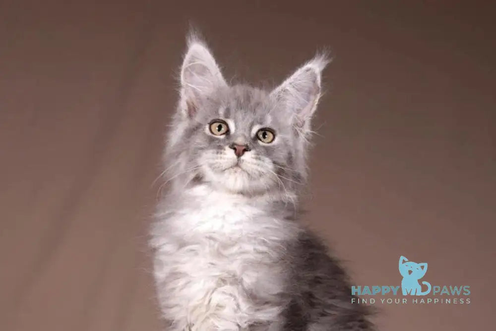 Arisha Maine Coon female blue tabby live animals
