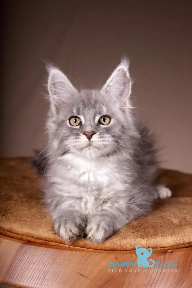 Arisha Maine Coon female blue tabby live animals