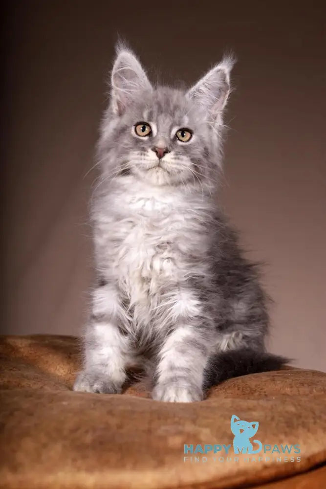 Arisha Maine Coon female blue tabby live animals