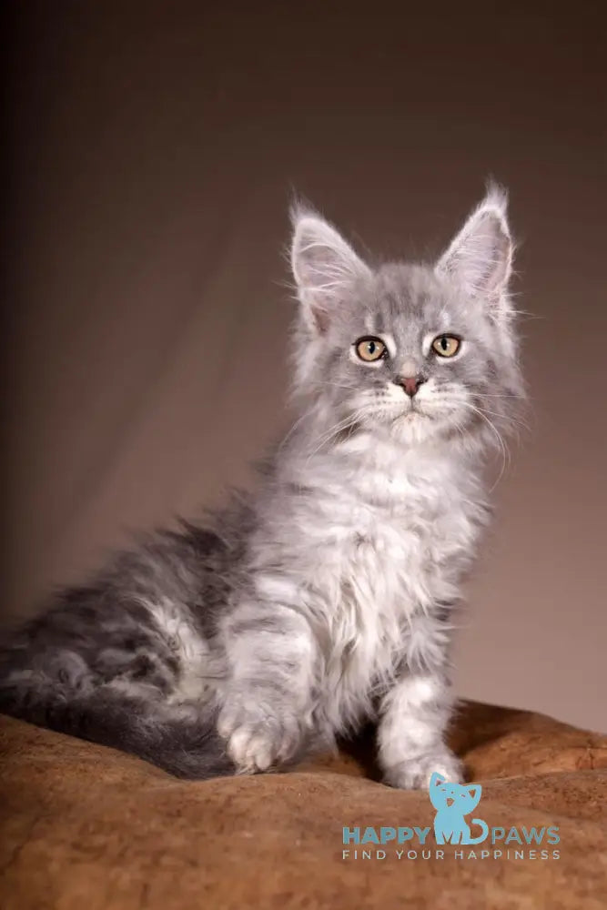 Arisha Maine Coon female blue tabby live animals