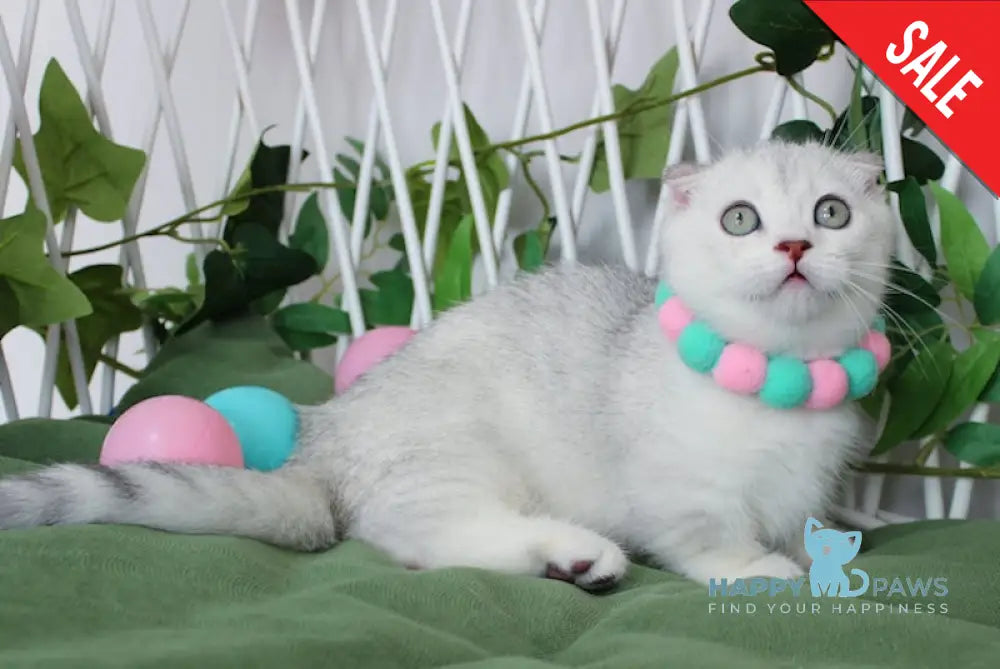 Arisha Munchkin female blue tortie silver shaded live animals