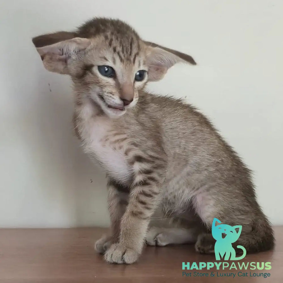 Arisha Oriental Shorthair female chocolate tabby - live animals