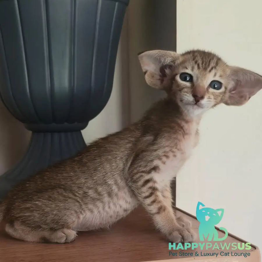 Arisha Oriental Shorthair female chocolate tabby - live animals