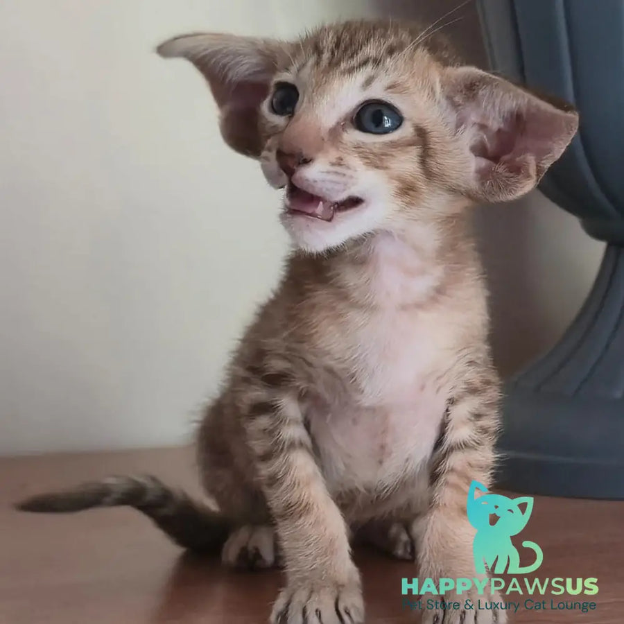 Arisha Oriental Shorthair female chocolate tabby - live animals