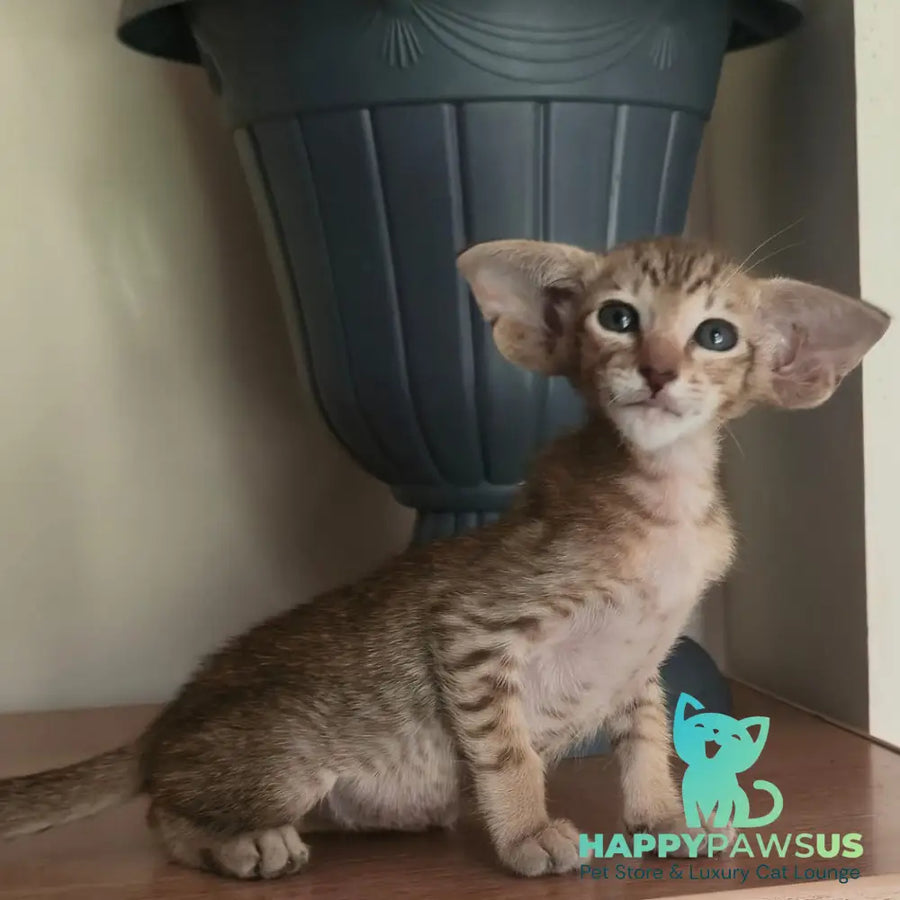 Arisha Oriental Shorthair female chocolate tabby - live animals