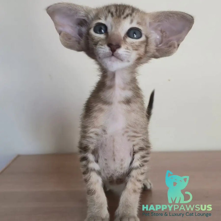 Arisha Oriental Shorthair female chocolate tabby - live animals