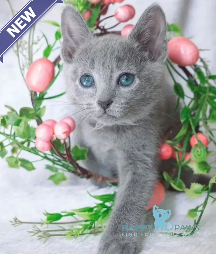 Arisha Russian Blue female blue live animals