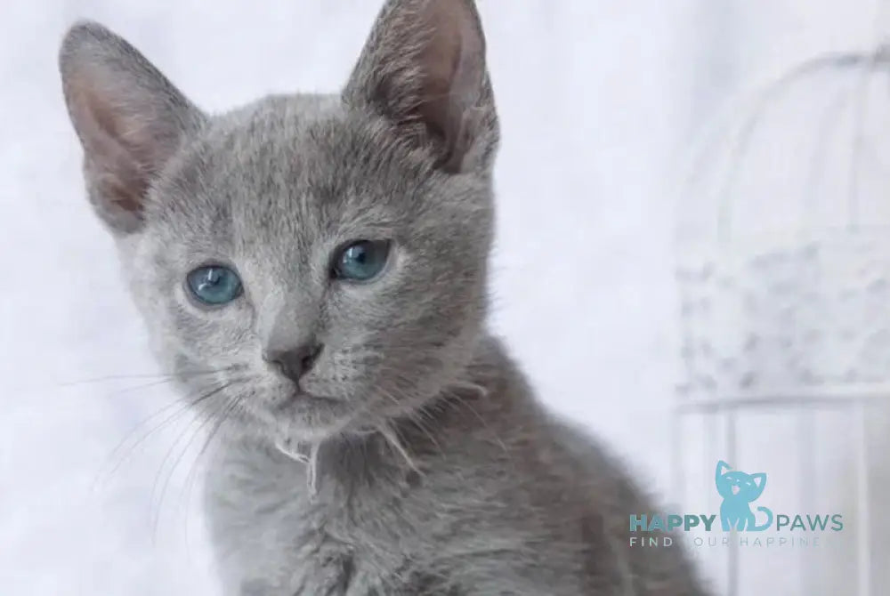 Arisha Russian Blue female blue live animals