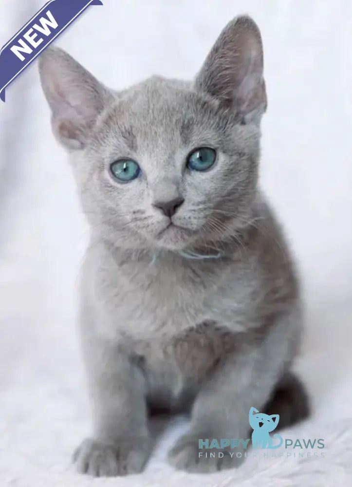 Arisha Russian Blue female blue live animals
