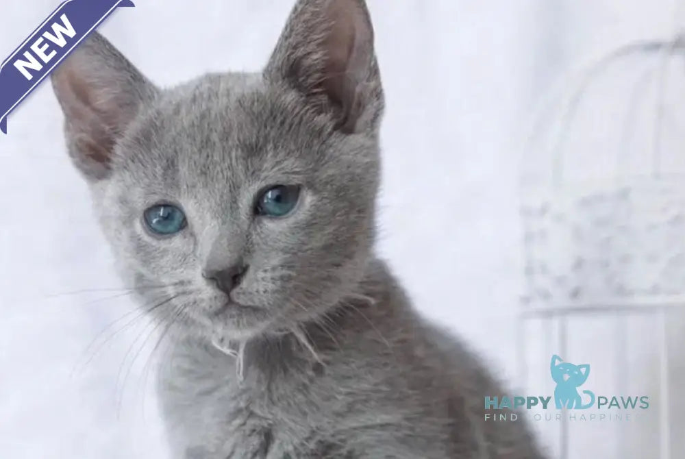 Arisha Russian Blue female blue live animals