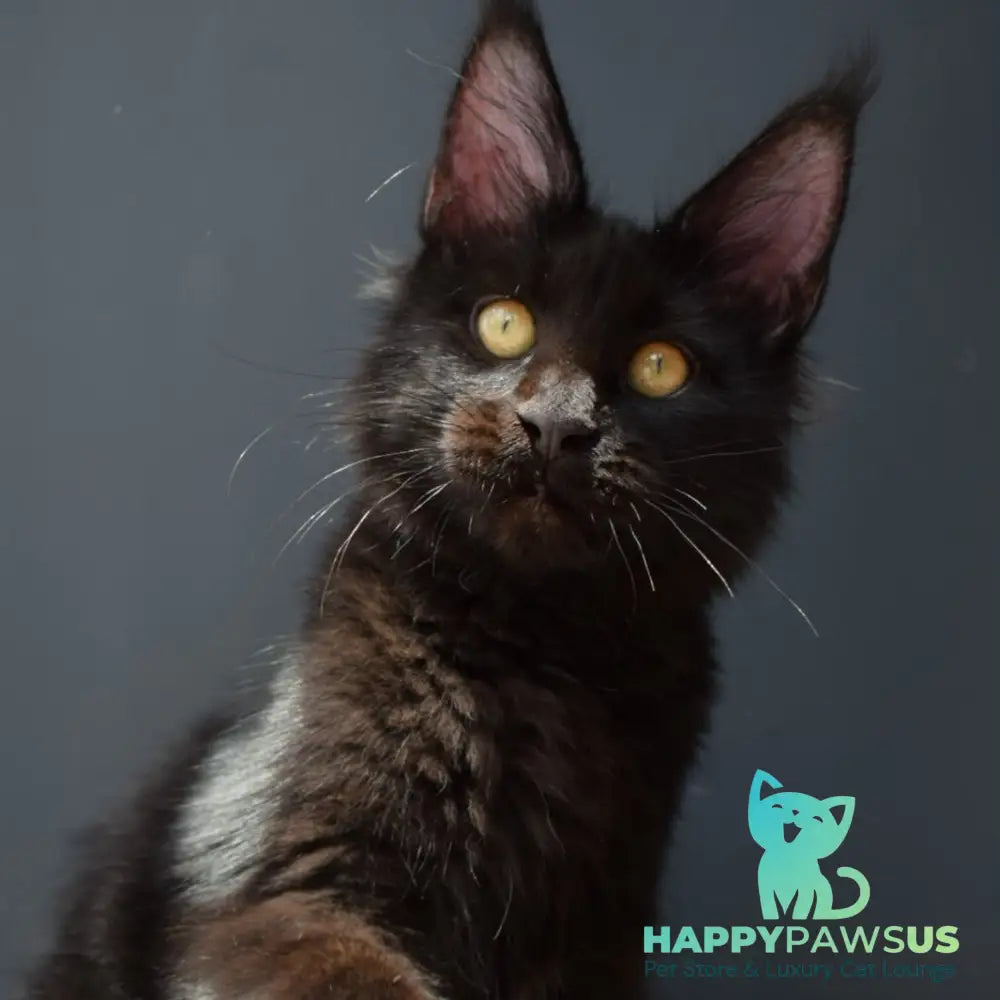 Aristocrat Maine Coon male black - live animals