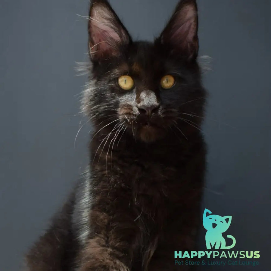 Aristocrat Maine Coon male black - live animals