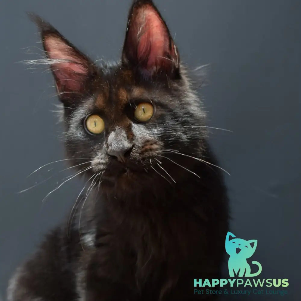 Aristocrat Maine Coon male black - live animals