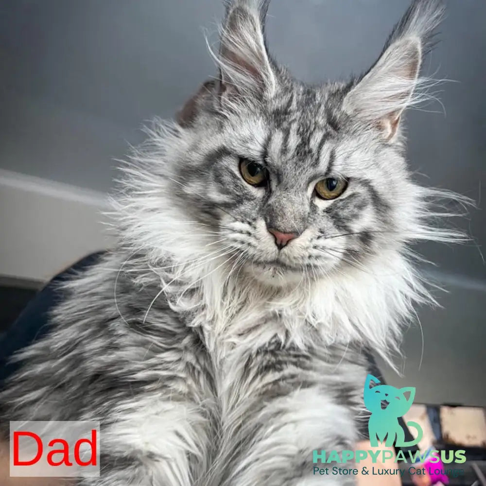 Aristocrat Maine Coon male black - live animals