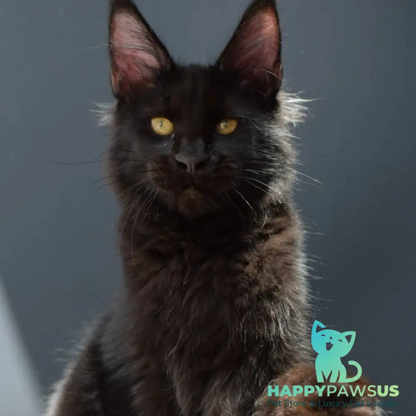 Aristocrat Maine Coon male black - live animals