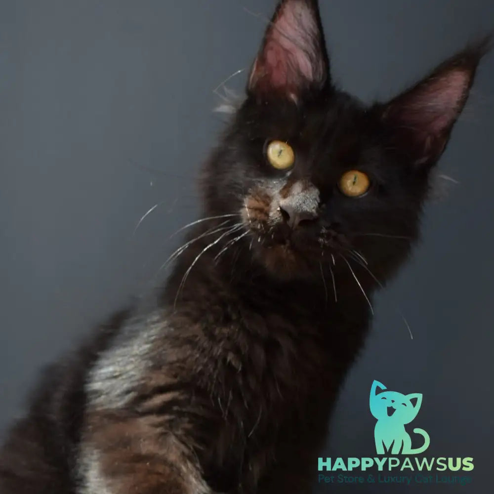 Aristocrat Maine Coon male black - live animals