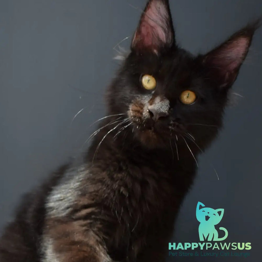 Aristocrat Maine Coon male black - live animals