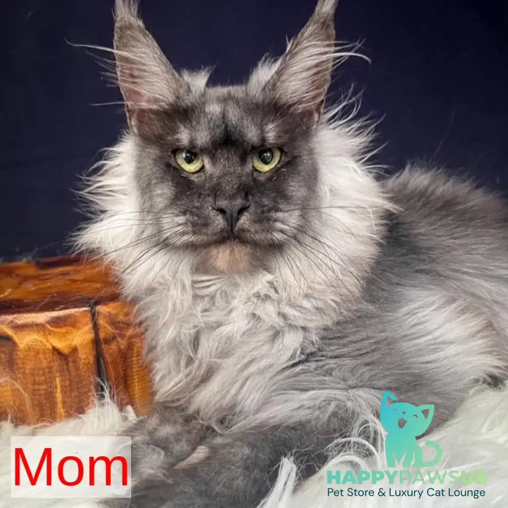 Aristocrat Maine Coon male black - live animals