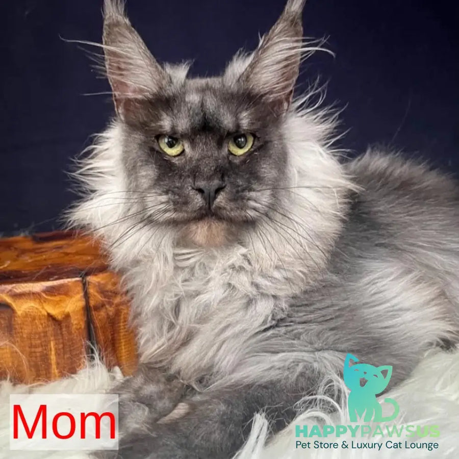 Aristocrat Maine Coon male black - live animals