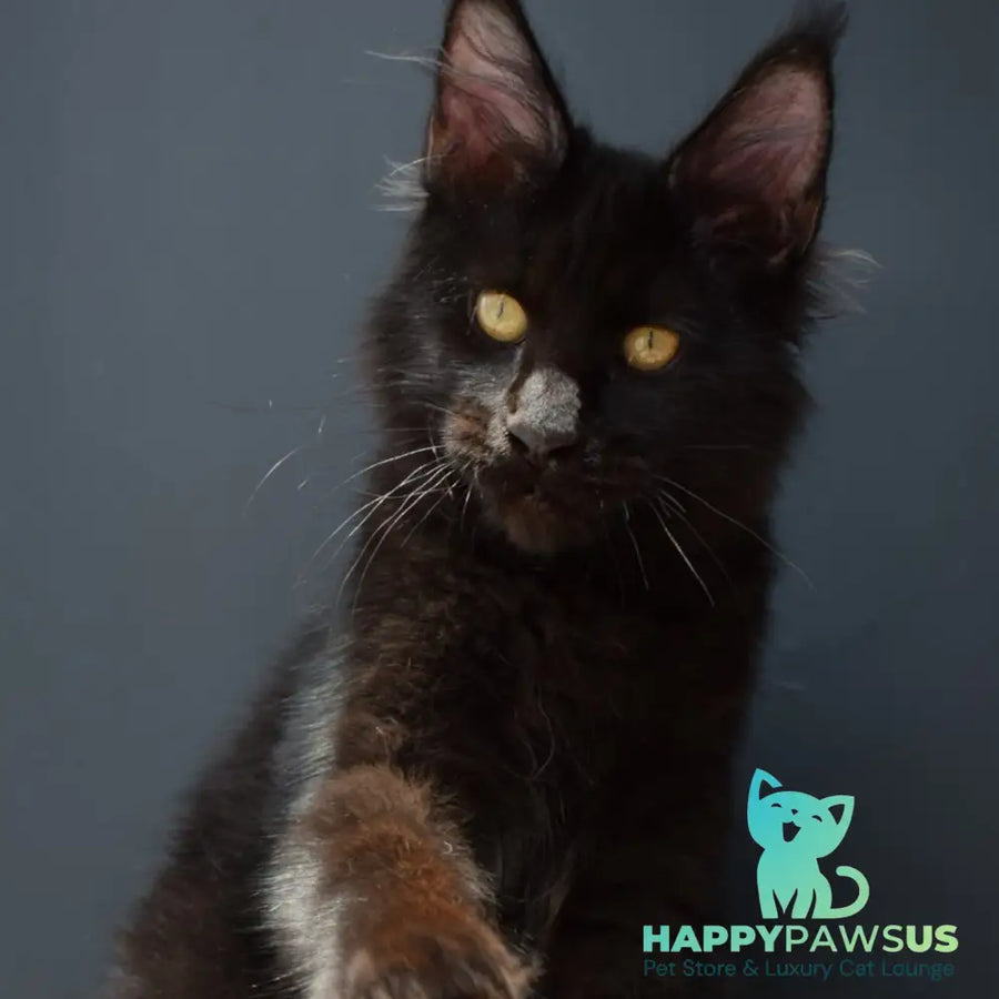 Aristocrat Maine Coon male black - live animals