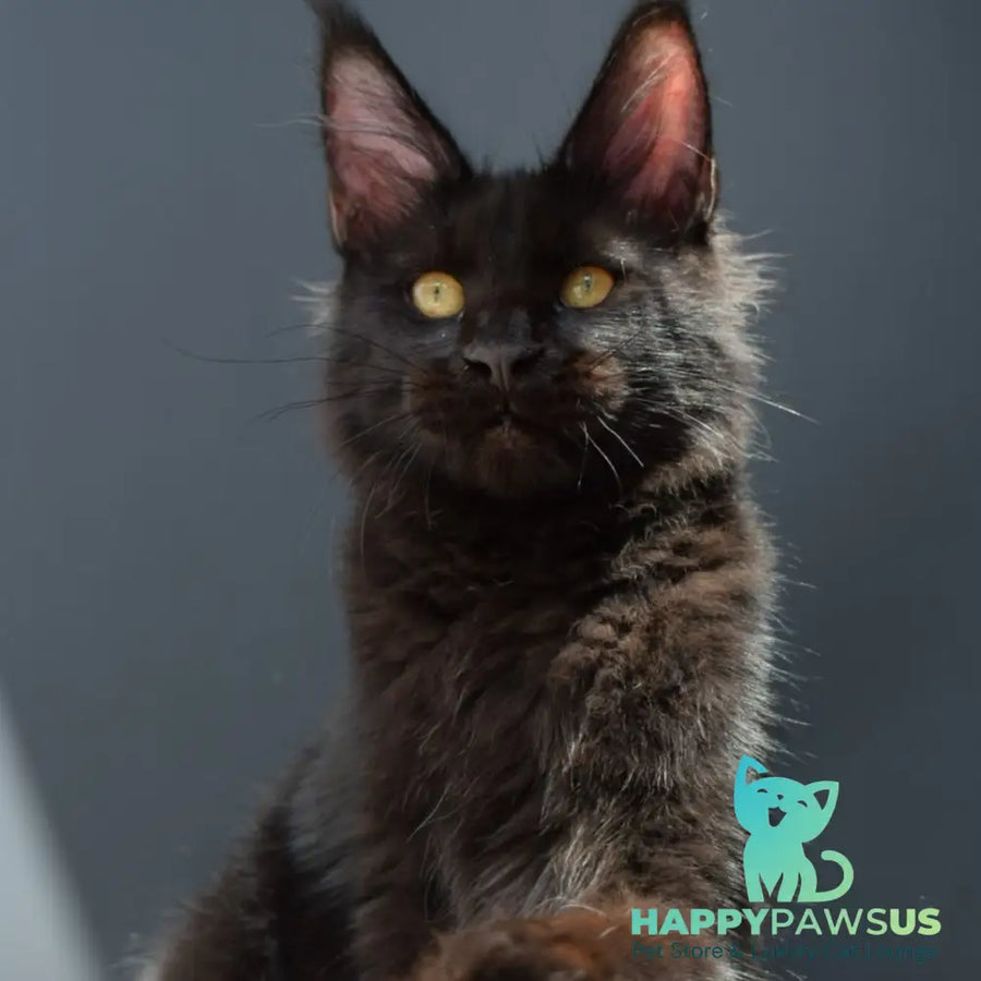 Aristocrat Maine Coon male black - live animals