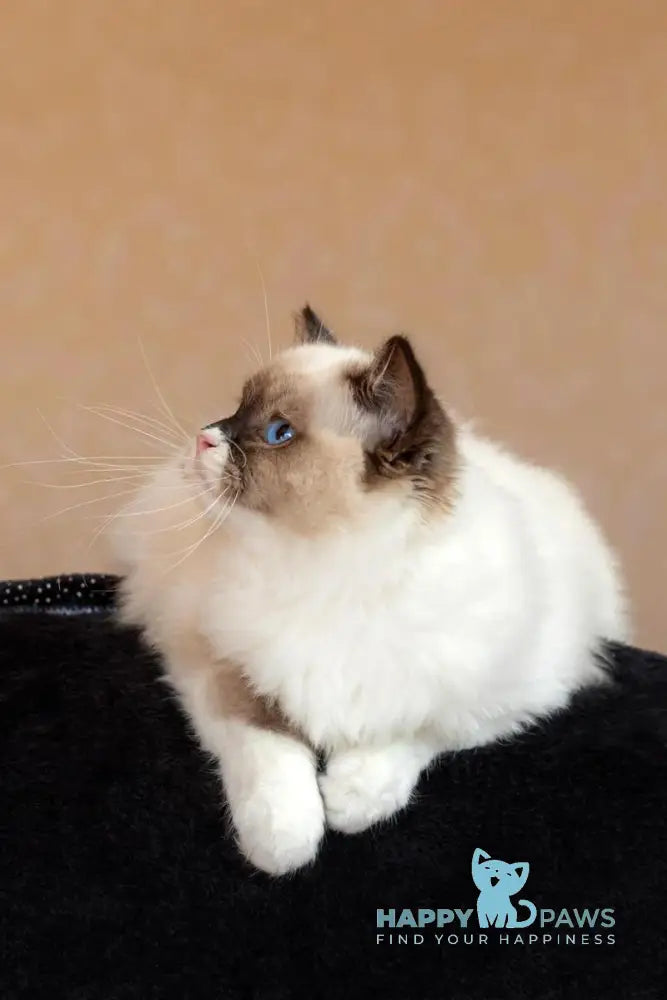 Ariya Ragdoll female seal mitted live animals